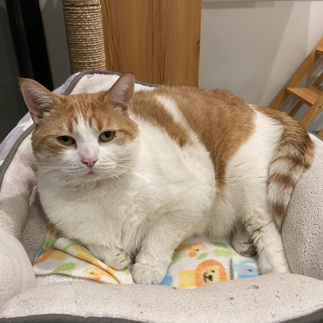 Enlarge Ida, a Adoptable Domestic Short Hair in Washington Township, OH image 4/6