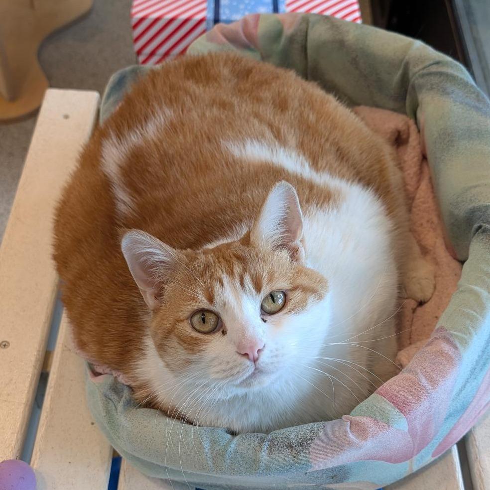 Enlarge Ida, a Adoptable Domestic Short Hair in Washington Township, OH image 5/6