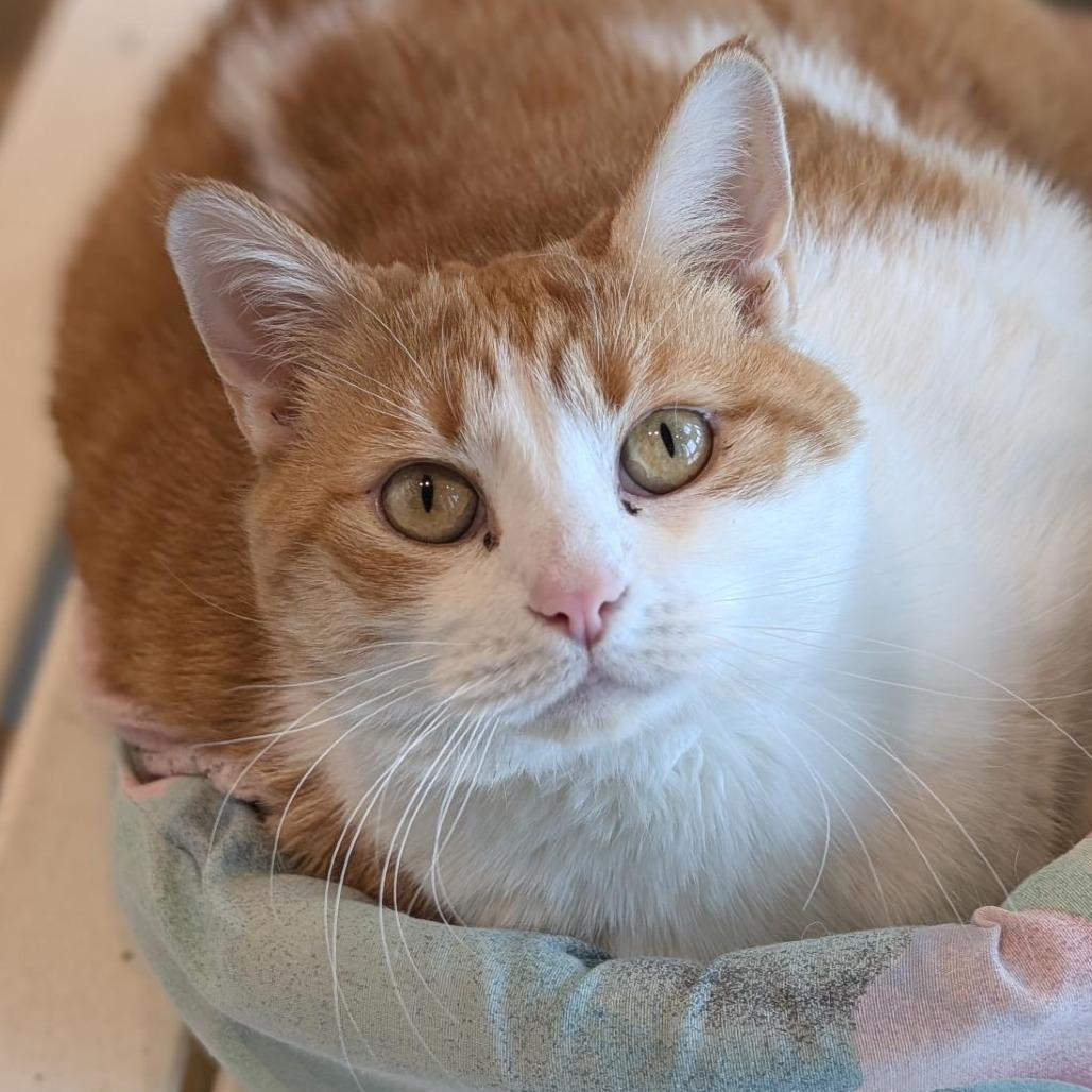 Enlarge Ida, a Adoptable Domestic Short Hair in Washington Township, OH image 6/6