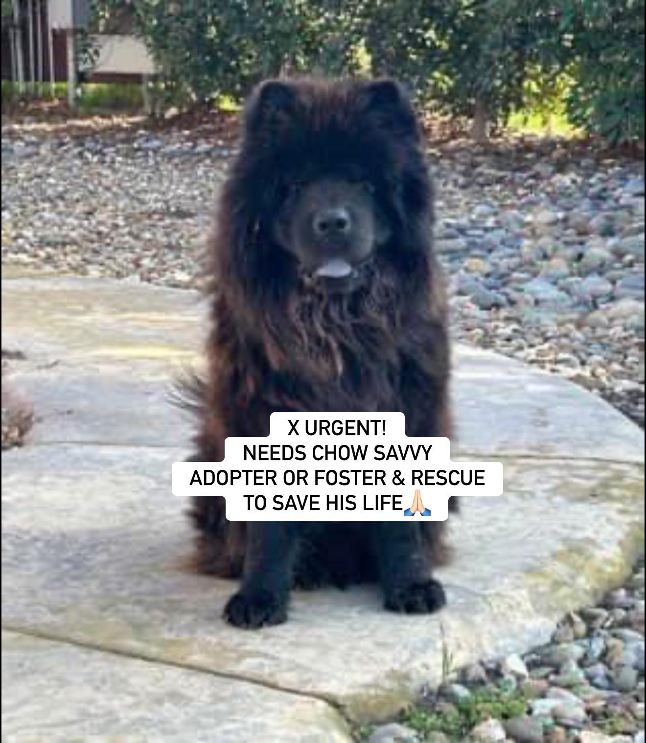 OBI, Young Male Chow Chow