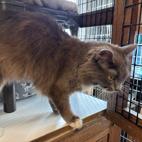 Pandora & Panda, a ADOPTABLE Domestic Long Hair in Braintree, MA image 4/5