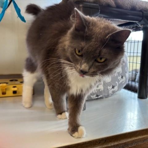 Pandora & Panda, a ADOPTABLE Domestic Long Hair in Braintree, MA image 3/5