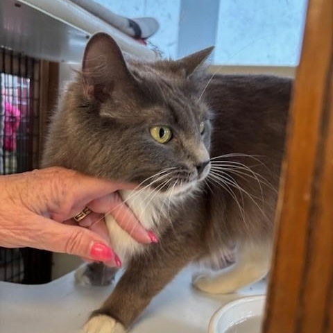 Pandora & Panda, a ADOPTABLE Domestic Long Hair in Braintree, MA image 5/5