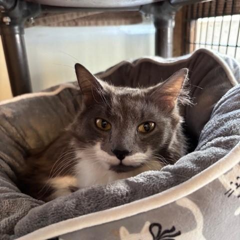 Pandora & Panda, a ADOPTABLE Domestic Long Hair in Braintree, MA image 1/5