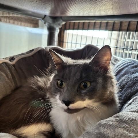 Pandora & Panda, a ADOPTABLE Domestic Long Hair in Braintree, MA image 2/5