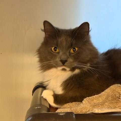 Enlarge Pandora & Panda, a ADOPTABLE Domestic Long Hair in Braintree, MA image 1/6