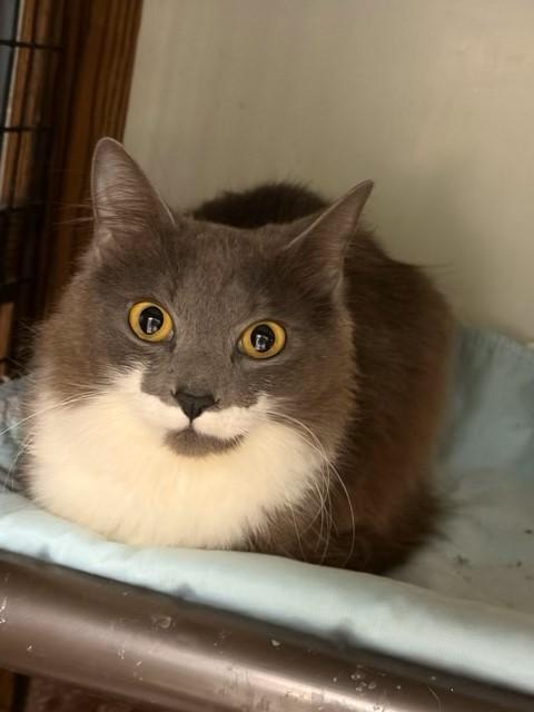 Enlarge Pandora & Panda, a ADOPTABLE Domestic Long Hair in Braintree, MA image 6/6