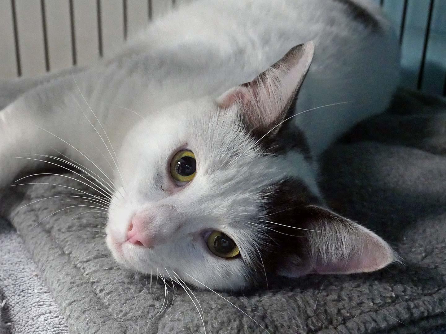 O'Reilly, ADOPTABLE, Young Male Domestic Short Hair.