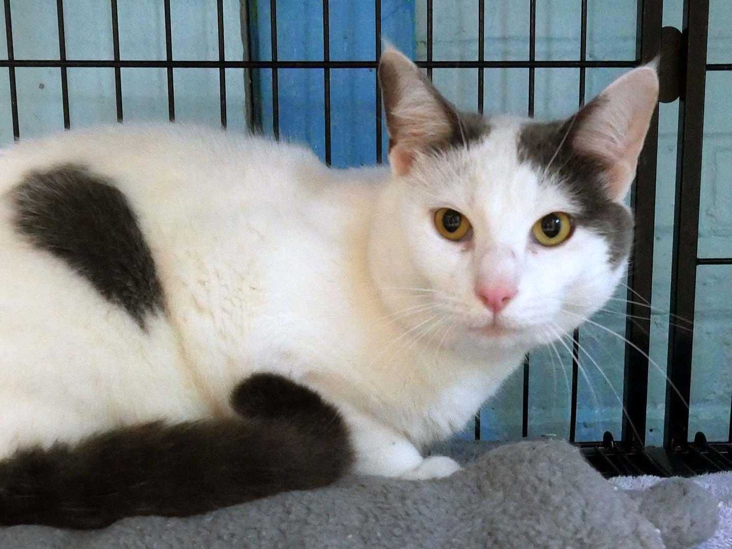 Enlarge O'Reilly, a ADOPTABLE Domestic Short Hair in Bloomingdale, NJ image 4/4