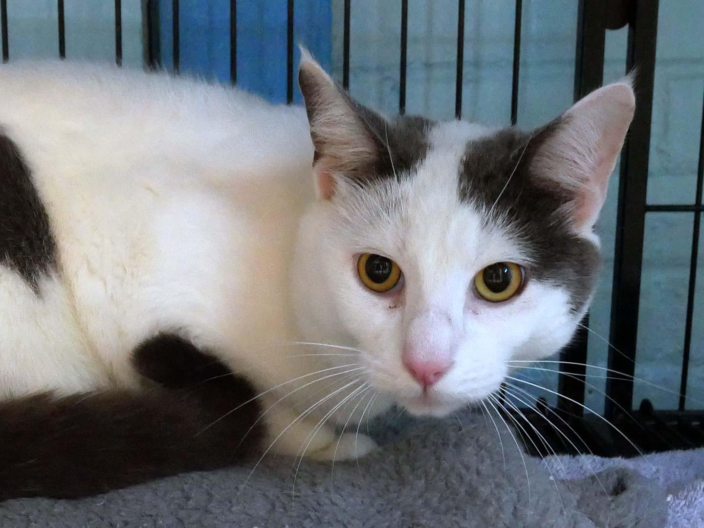 Enlarge O'Reilly, a ADOPTABLE Domestic Short Hair in Bloomingdale, NJ image 3/4