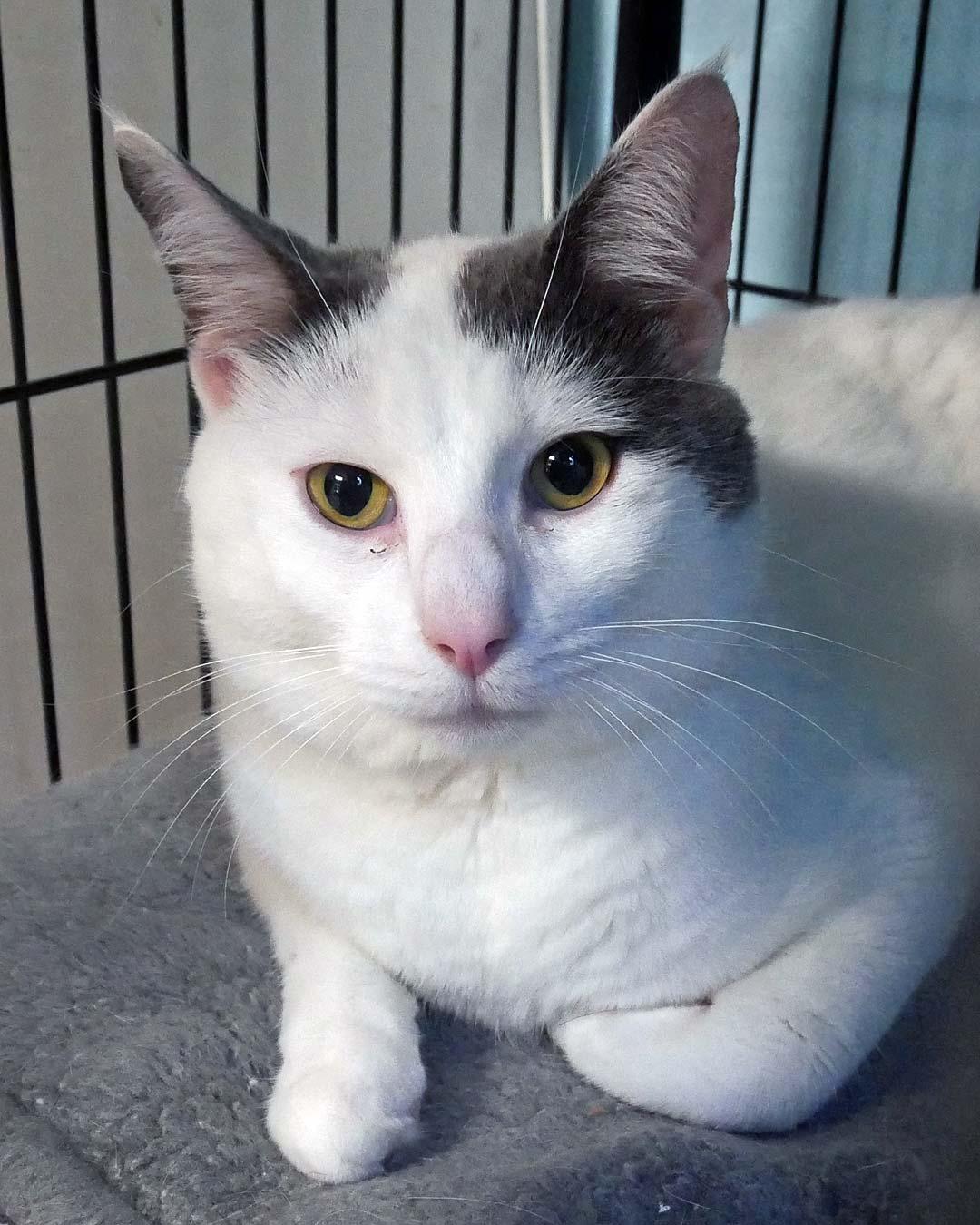 Enlarge O'Reilly, a ADOPTABLE Domestic Short Hair in Bloomingdale, NJ image 2/4