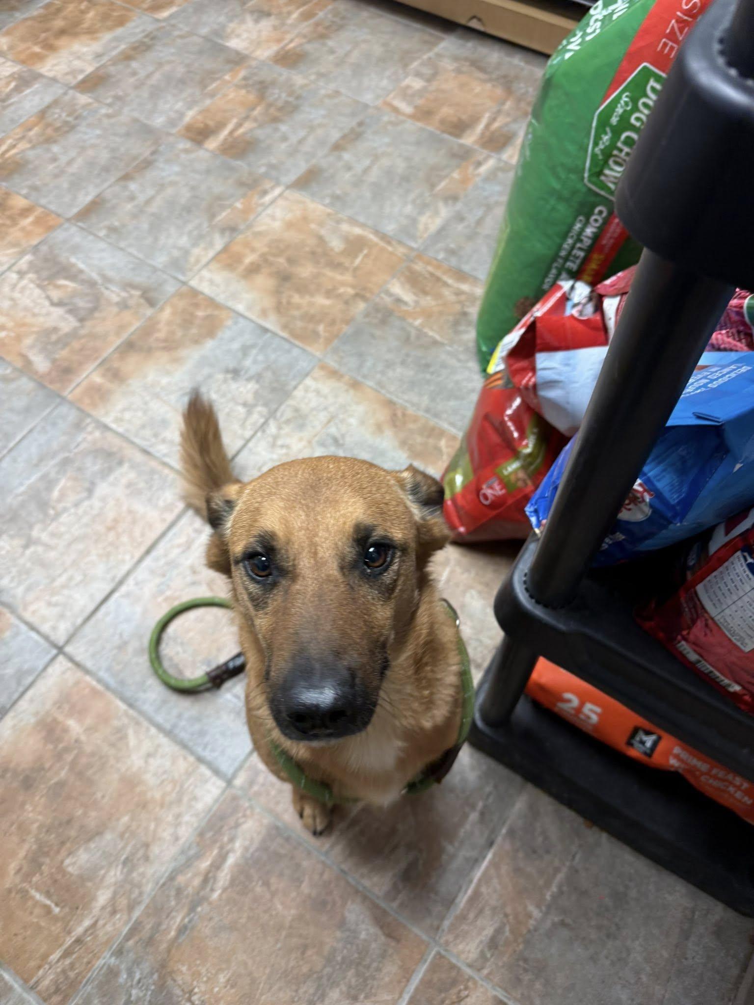 Bruce, a ADOPTABLE mixed breed in Rawlins, WY image 1/4
