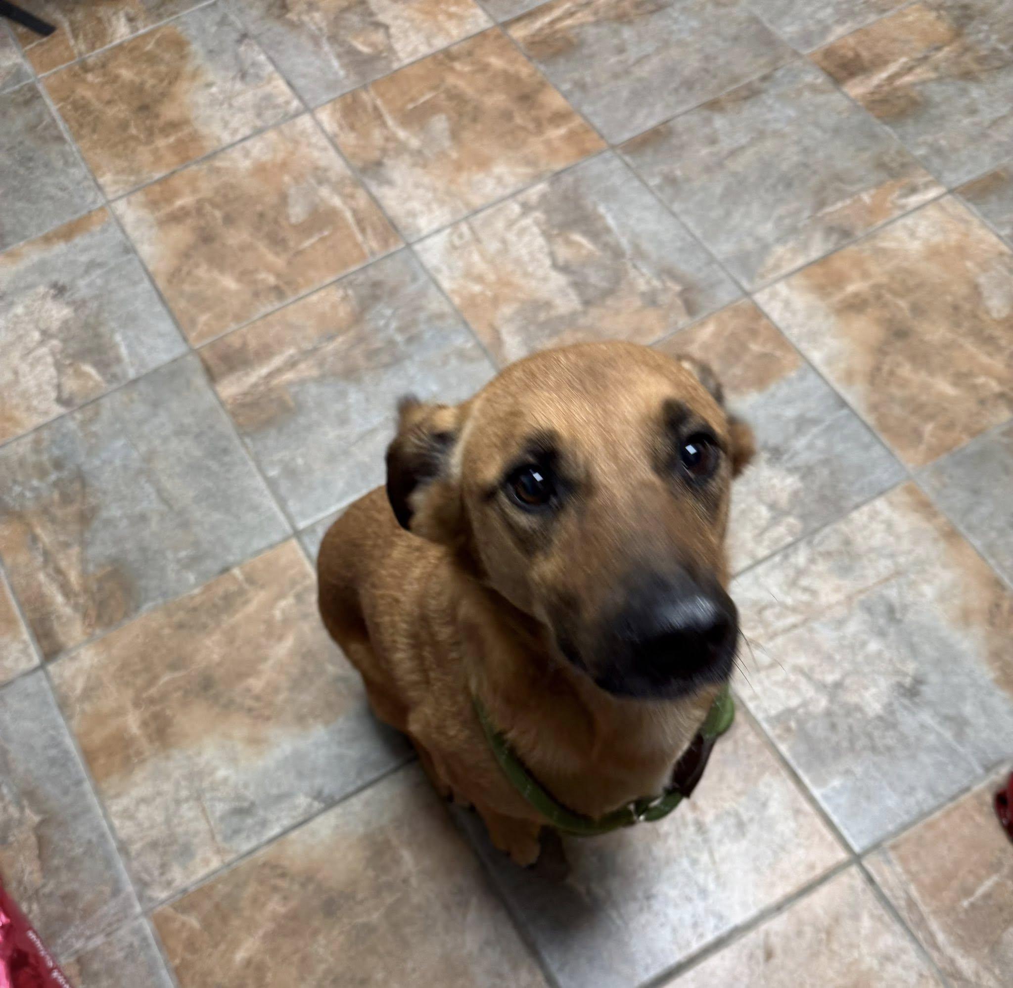 Bruce, a ADOPTABLE mixed breed in Rawlins, WY image 4/4