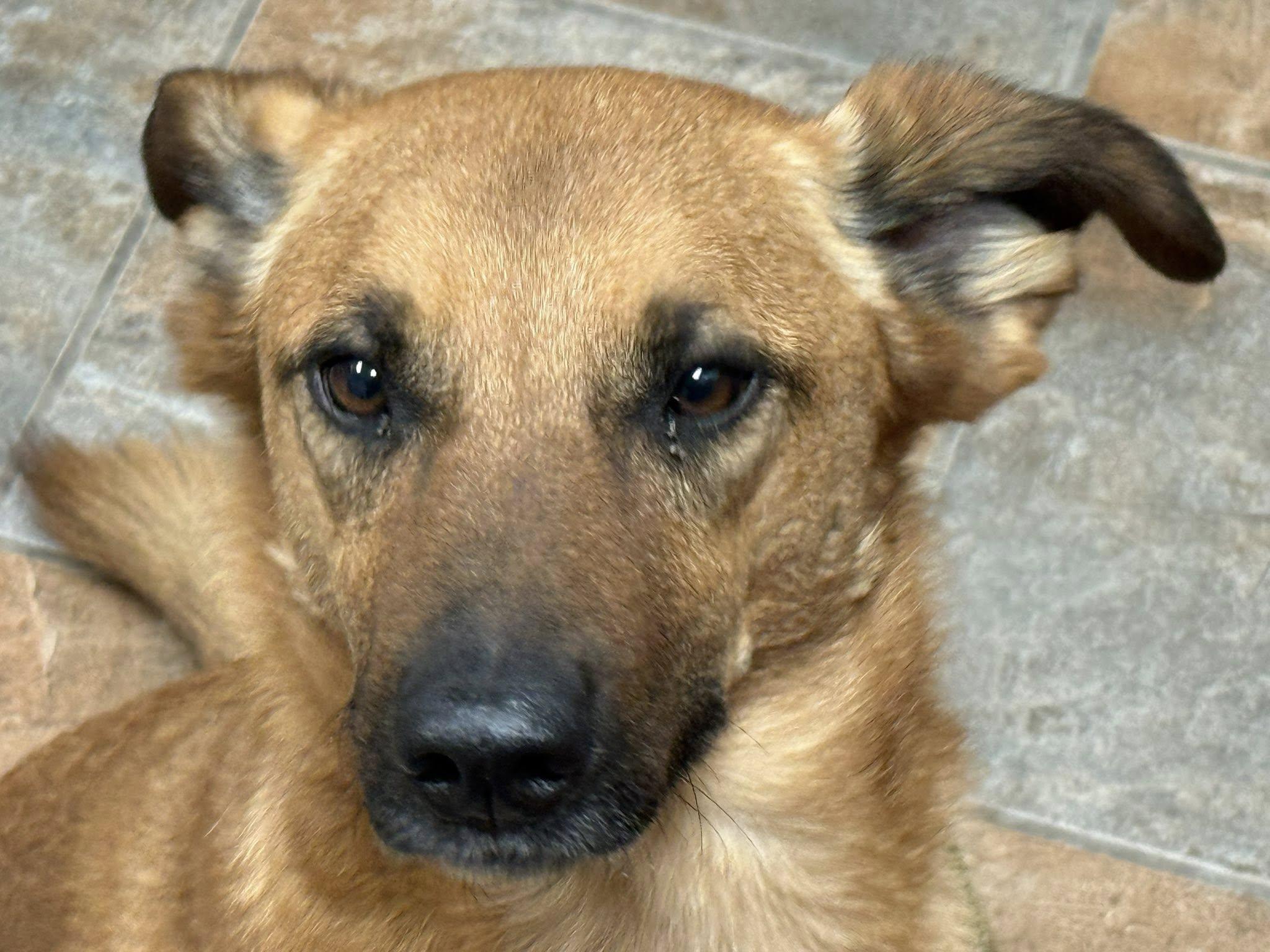 Bruce, a ADOPTABLE mixed breed in Rawlins, WY image 2/4