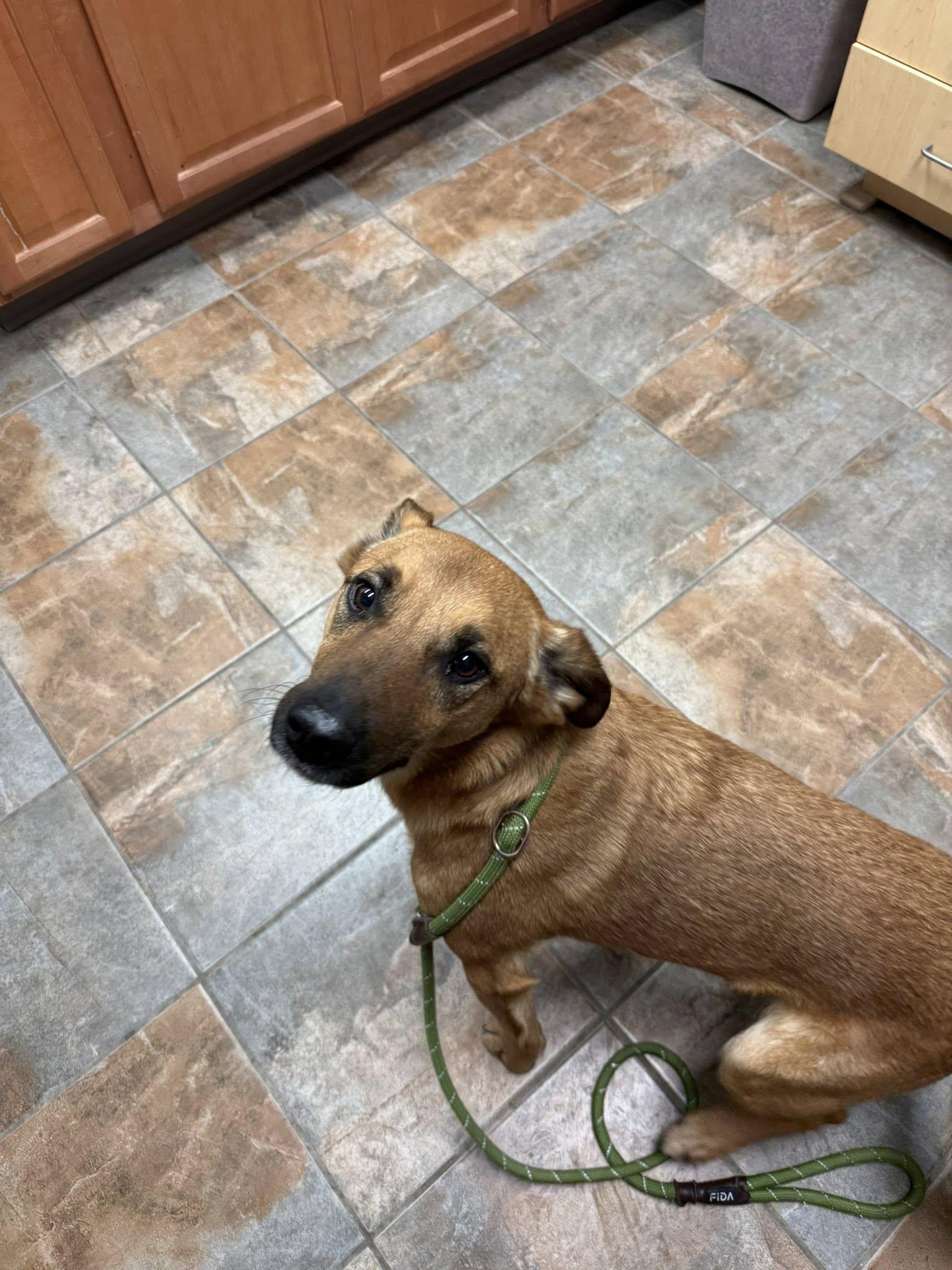 Bruce, a ADOPTABLE mixed breed in Rawlins, WY image 3/4