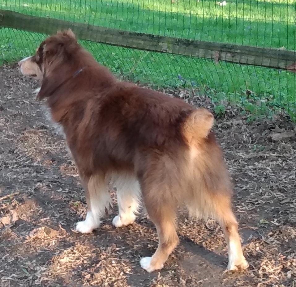Enlarge Mackintosh - nickname Tosh, a ADOPTABLE Australian Shepherd in Lansing, MI image 3/3