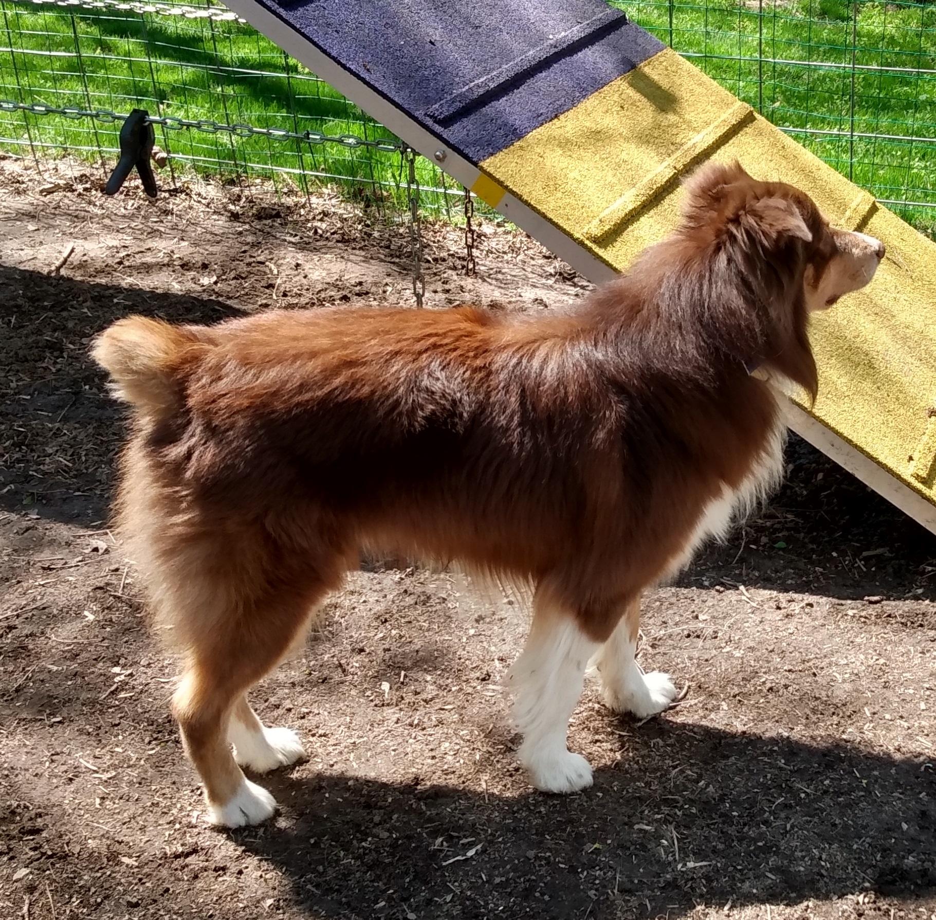 Enlarge Mackintosh - nickname Tosh, a ADOPTABLE Australian Shepherd in Lansing, MI image 2/3