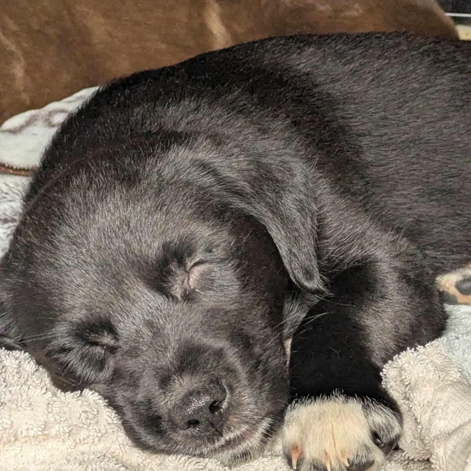 Enlarge Chandler, a ADOPTABLE mixed breed in St Thomas, ON image 2/2