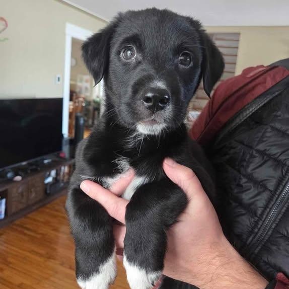 Chandler, ADOPTABLE, Puppy Male Labrador Retriever.