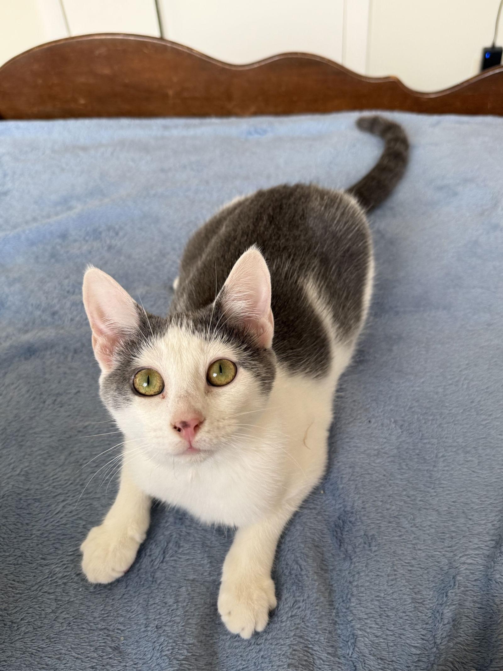 Enlarge Sequoia, a Adopted Domestic Short Hair in Herndon, VA image 1/1