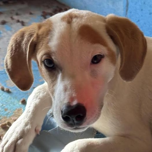 Enlarge Linus Latte, a Adoptable mixed breed in Woburn, MA image 6/6
