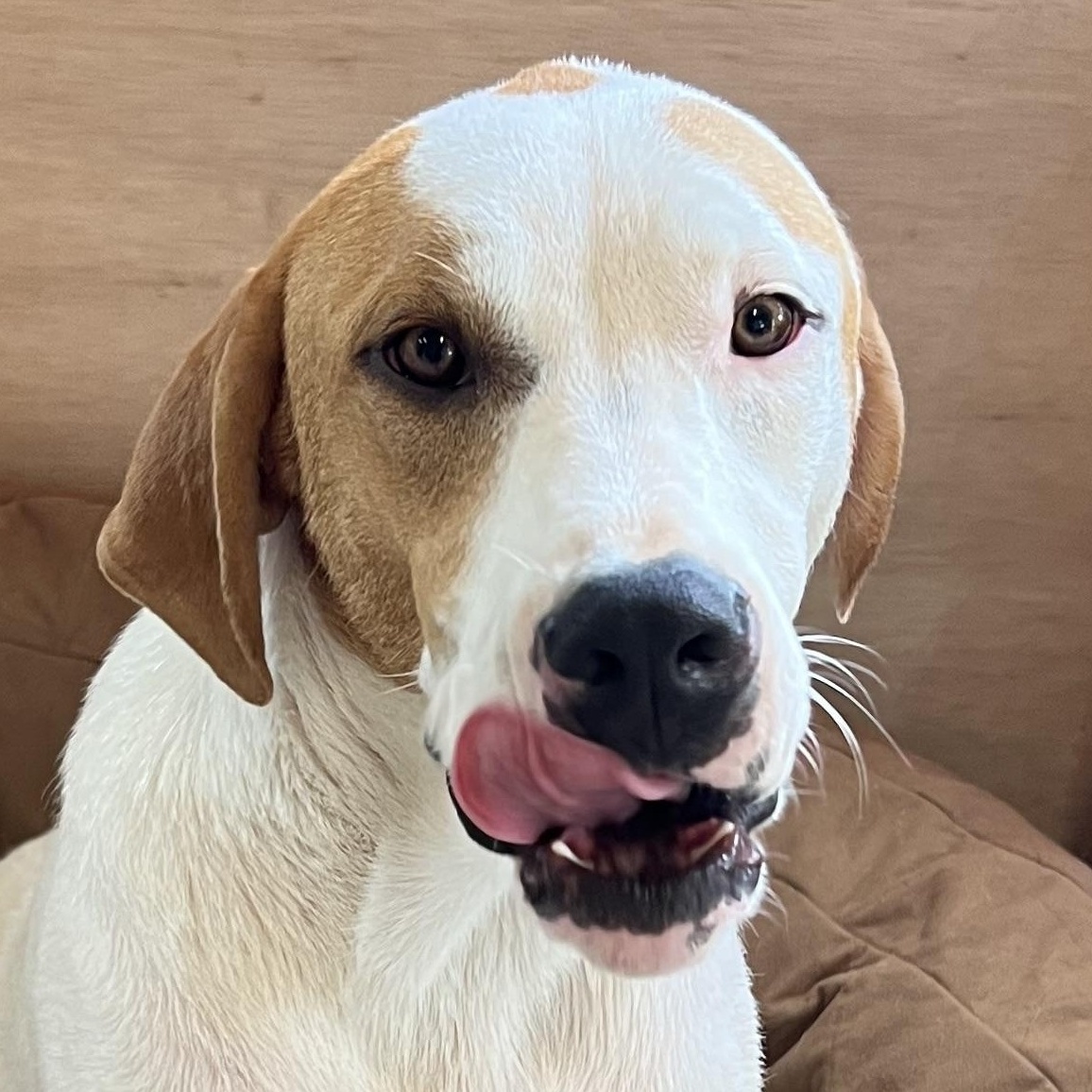 Enlarge Linus Latte, a Adoptable mixed breed in Woburn, MA image 1/6