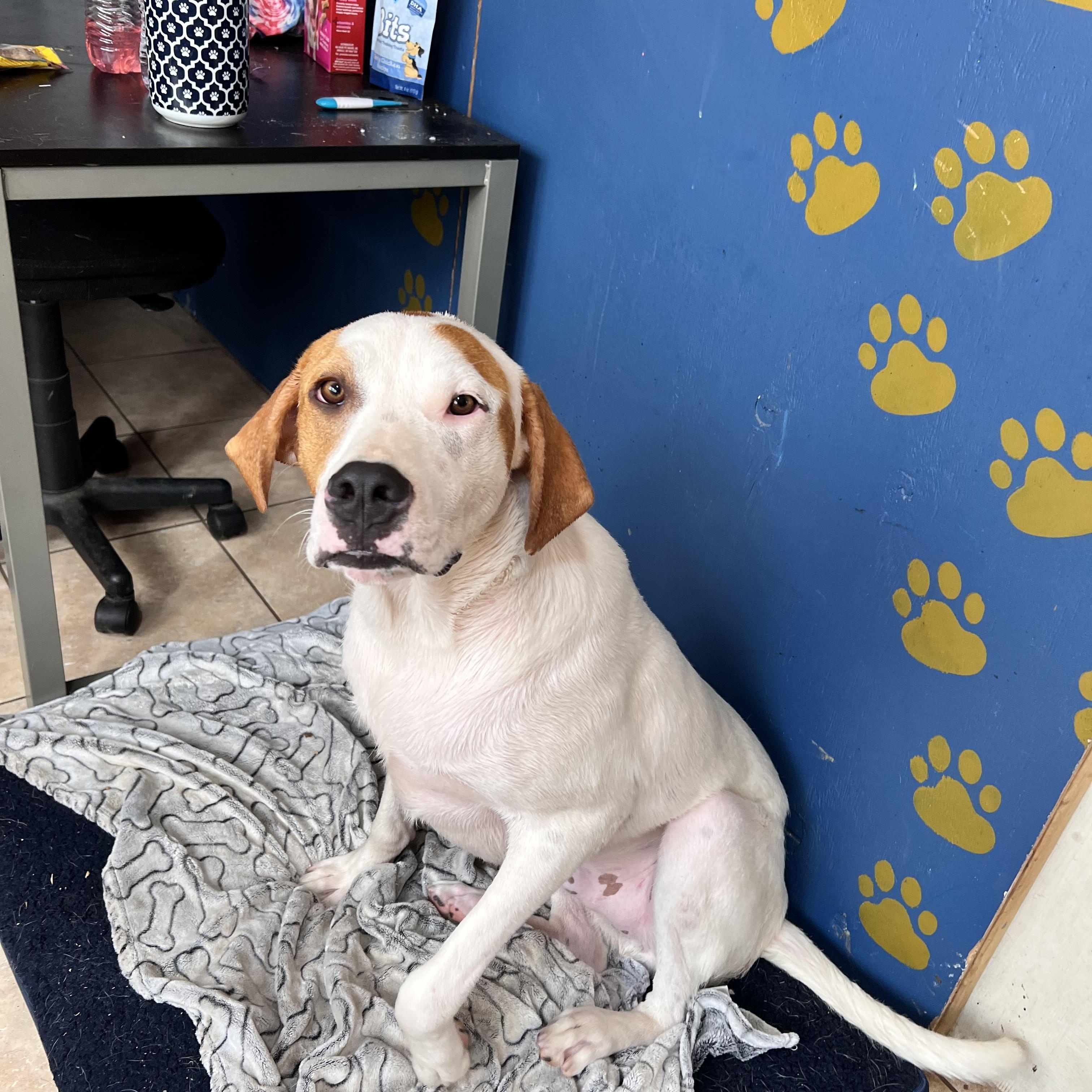 Enlarge Linus Latte, a Adoptable mixed breed in Woburn, MA image 3/6