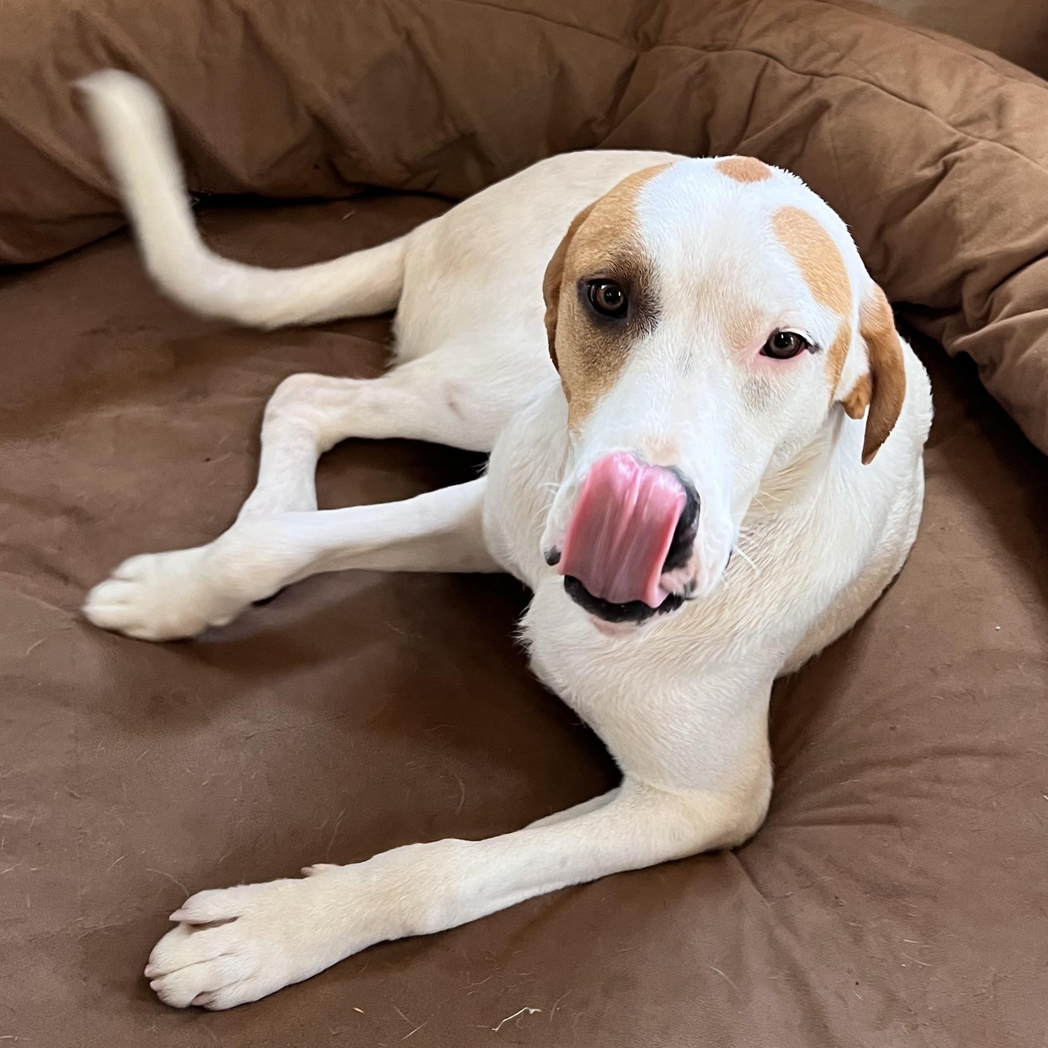 Enlarge Linus Latte, a Adoptable mixed breed in Woburn, MA image 2/6