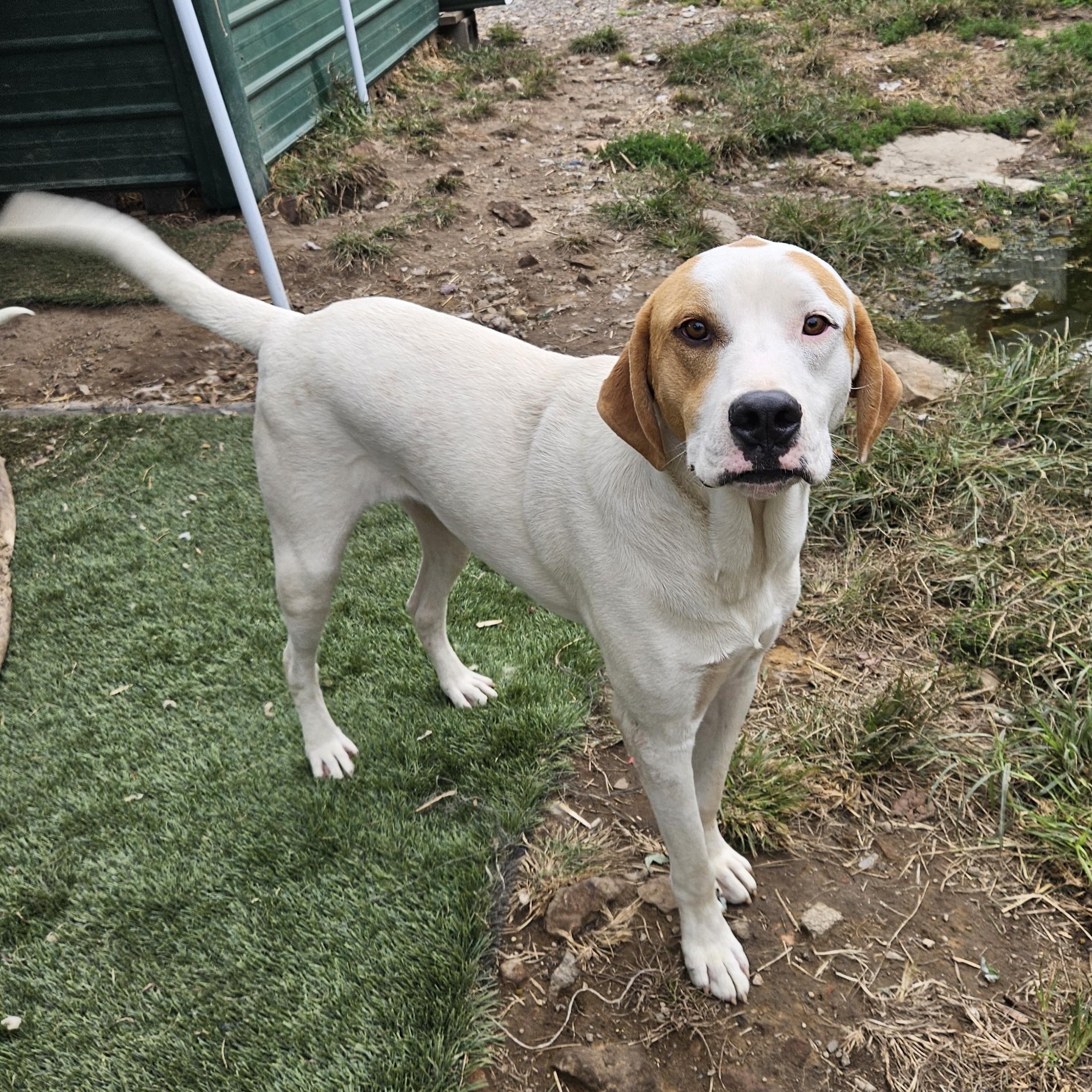 Enlarge Linus Latte, a Adoptable mixed breed in Woburn, MA image 4/6