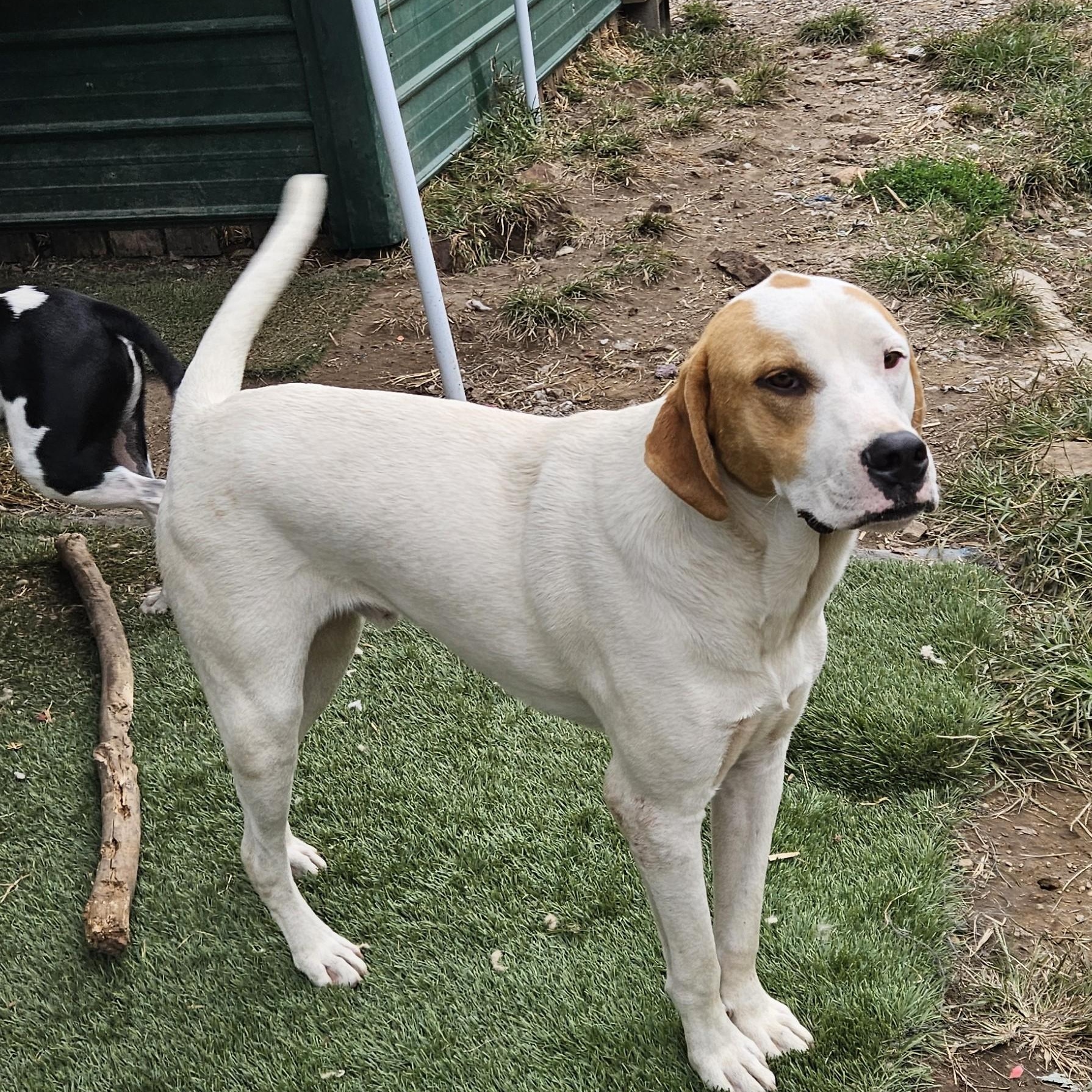 Enlarge Linus Latte, a Adoptable mixed breed in Woburn, MA image 5/6