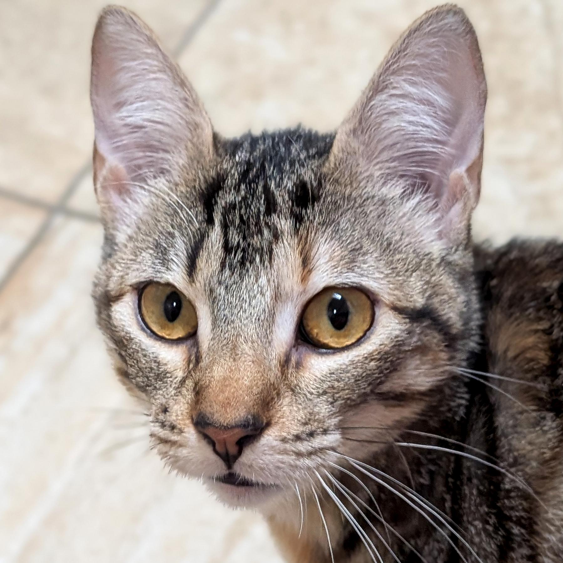 Enlarge Britt, a ADOPTABLE Domestic Short Hair in Jefferson, WI image 1/5