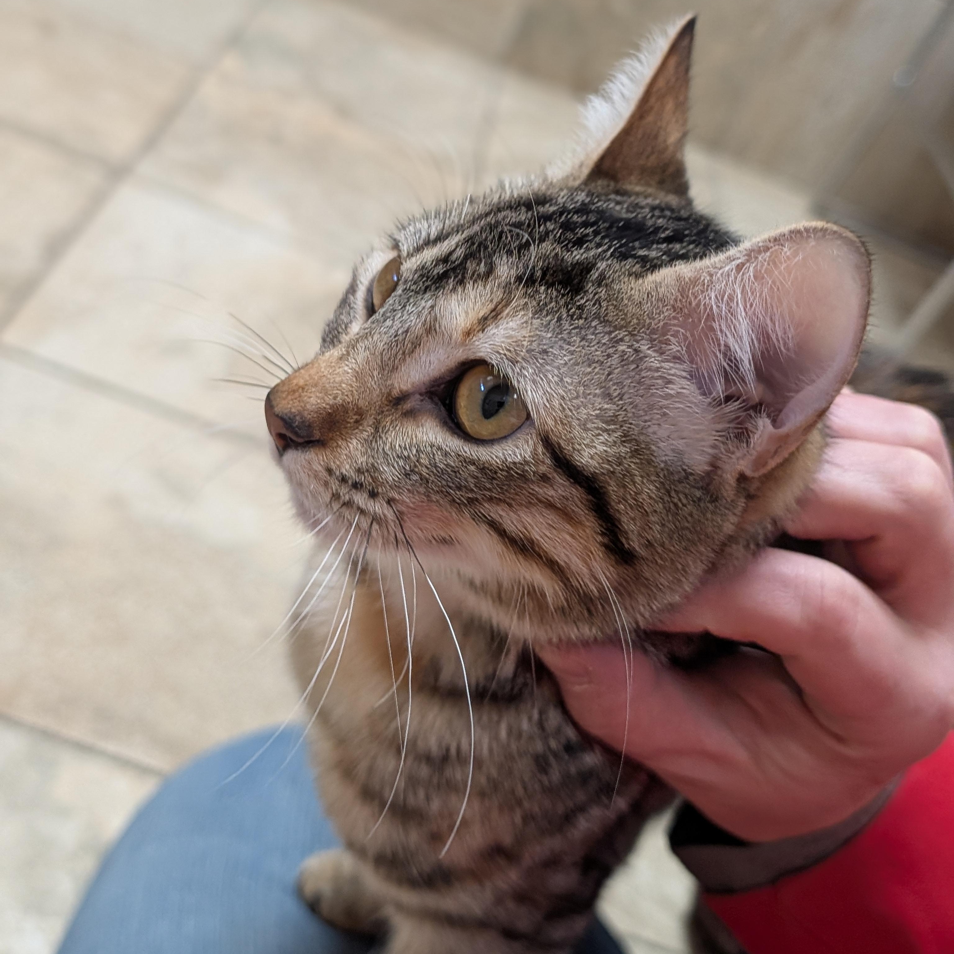 Enlarge Britt, a ADOPTABLE Domestic Short Hair in Jefferson, WI image 5/5