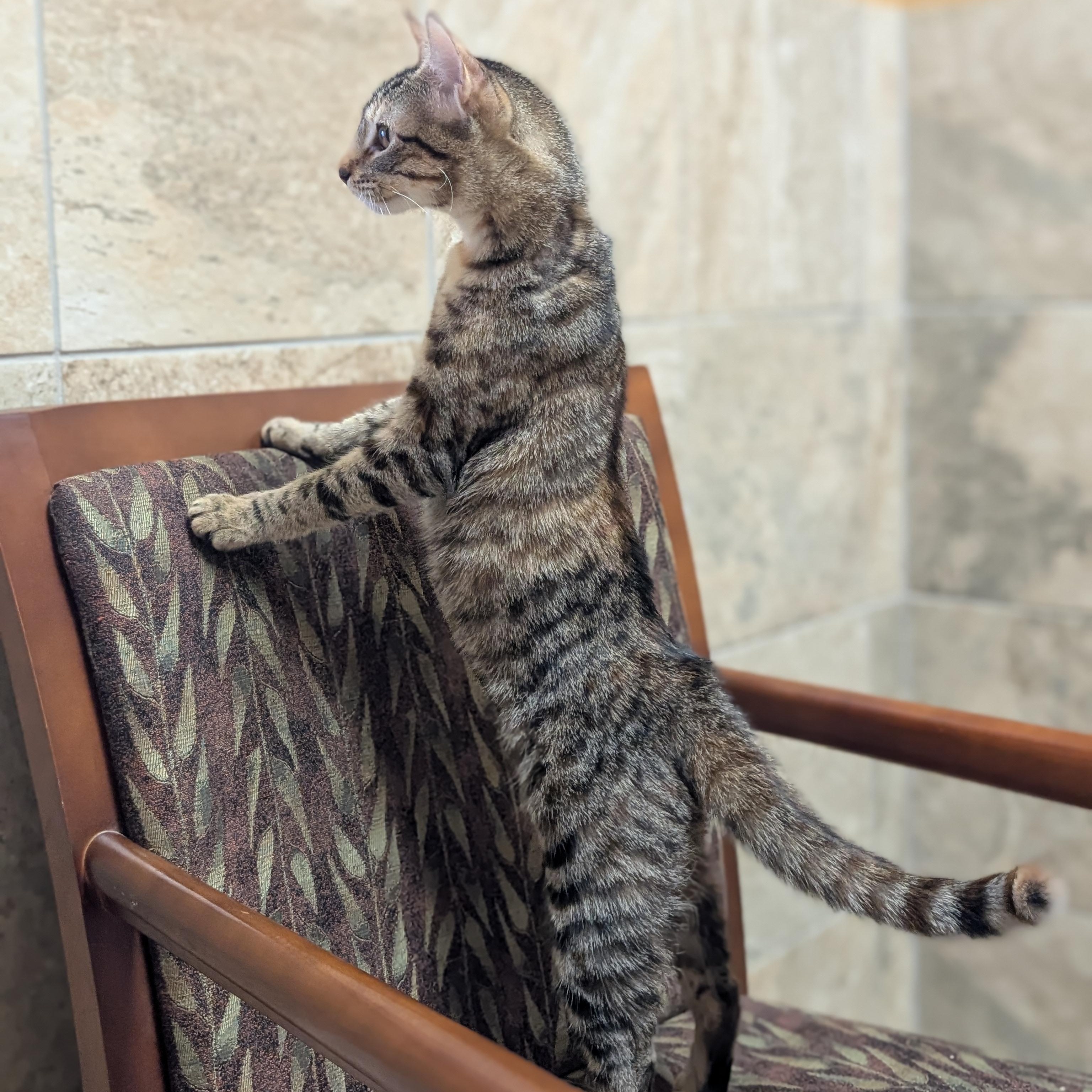 Enlarge Britt, a ADOPTABLE Domestic Short Hair in Jefferson, WI image 4/5