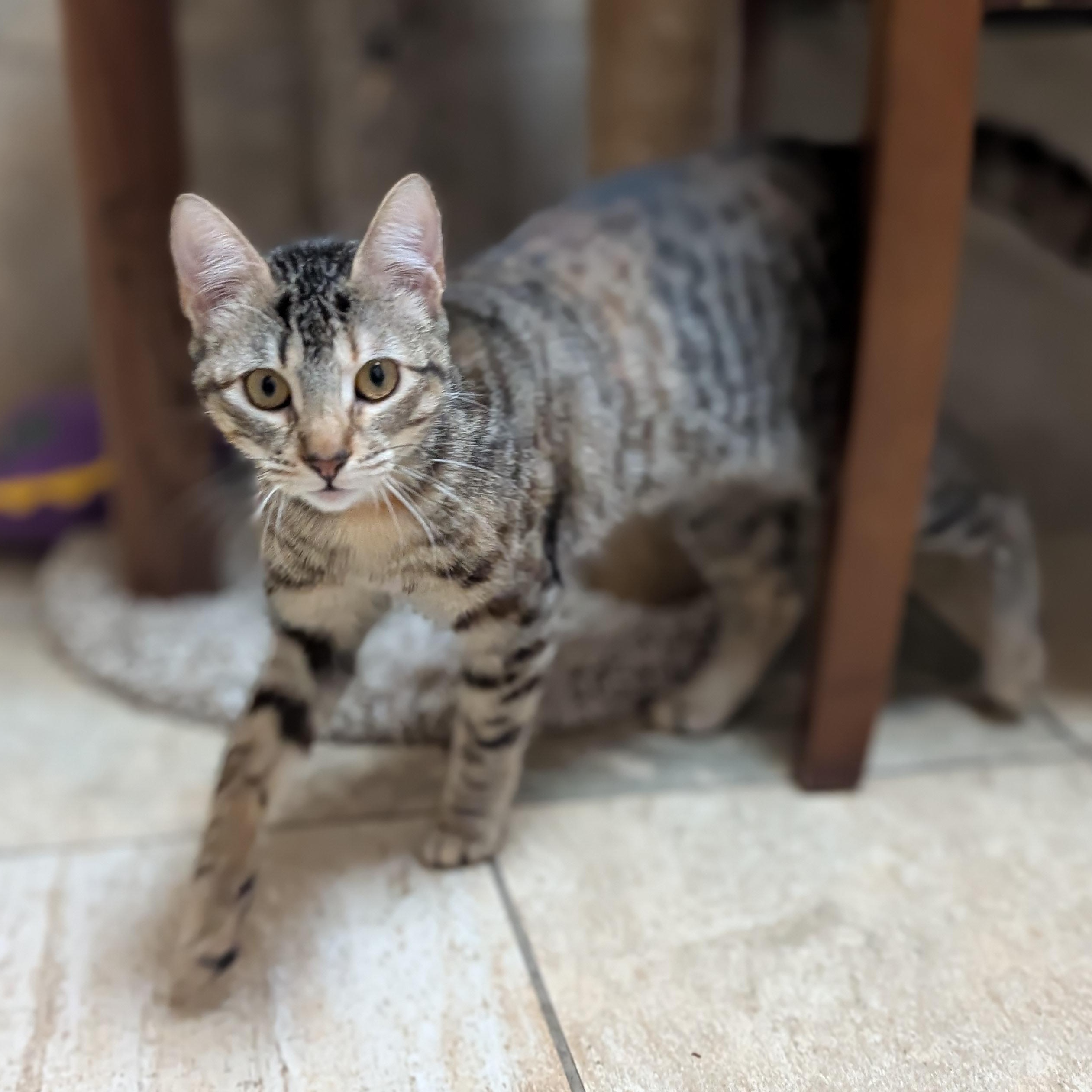 Enlarge Britt, a ADOPTABLE Domestic Short Hair in Jefferson, WI image 2/5