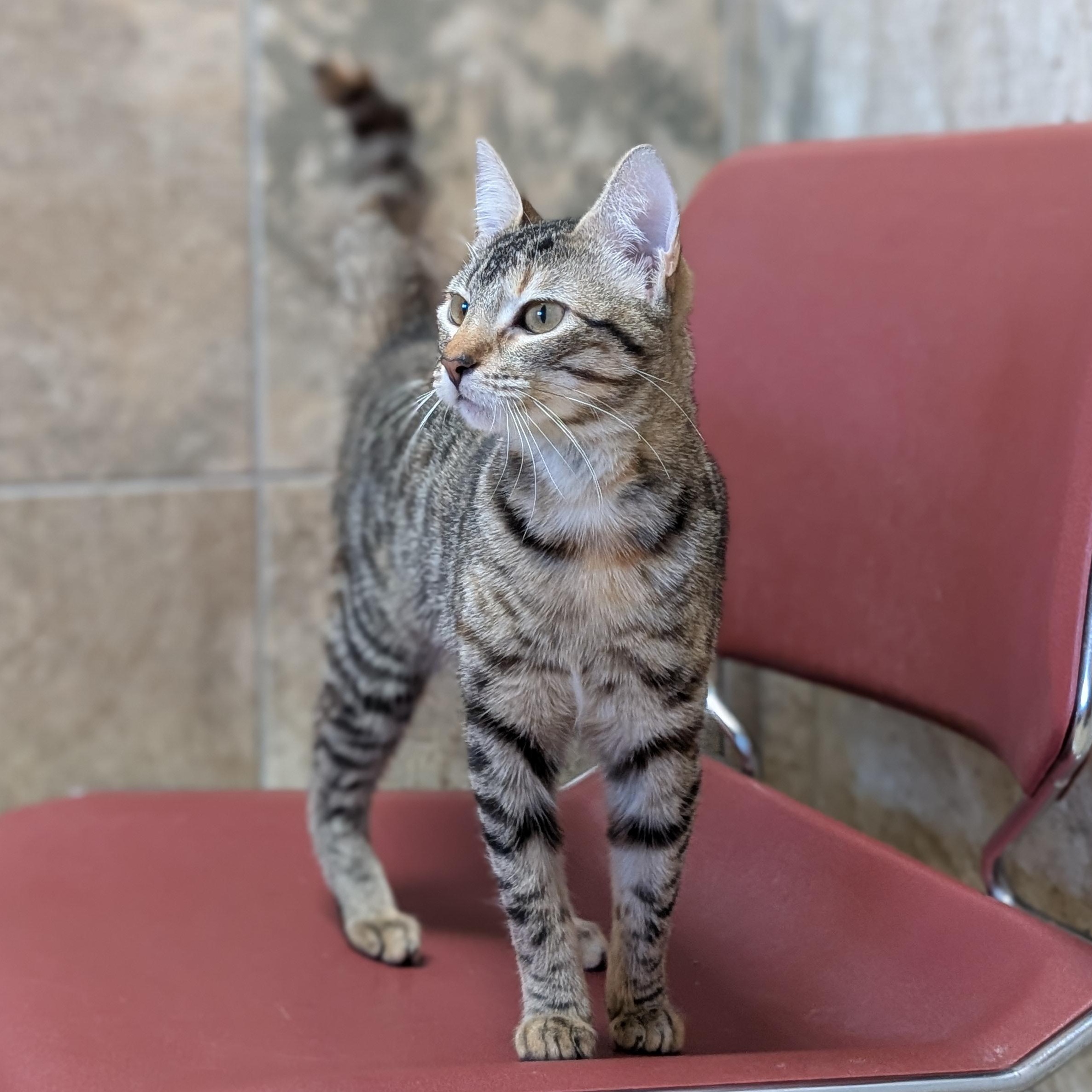 Enlarge Britt, a ADOPTABLE Domestic Short Hair in Jefferson, WI image 3/5