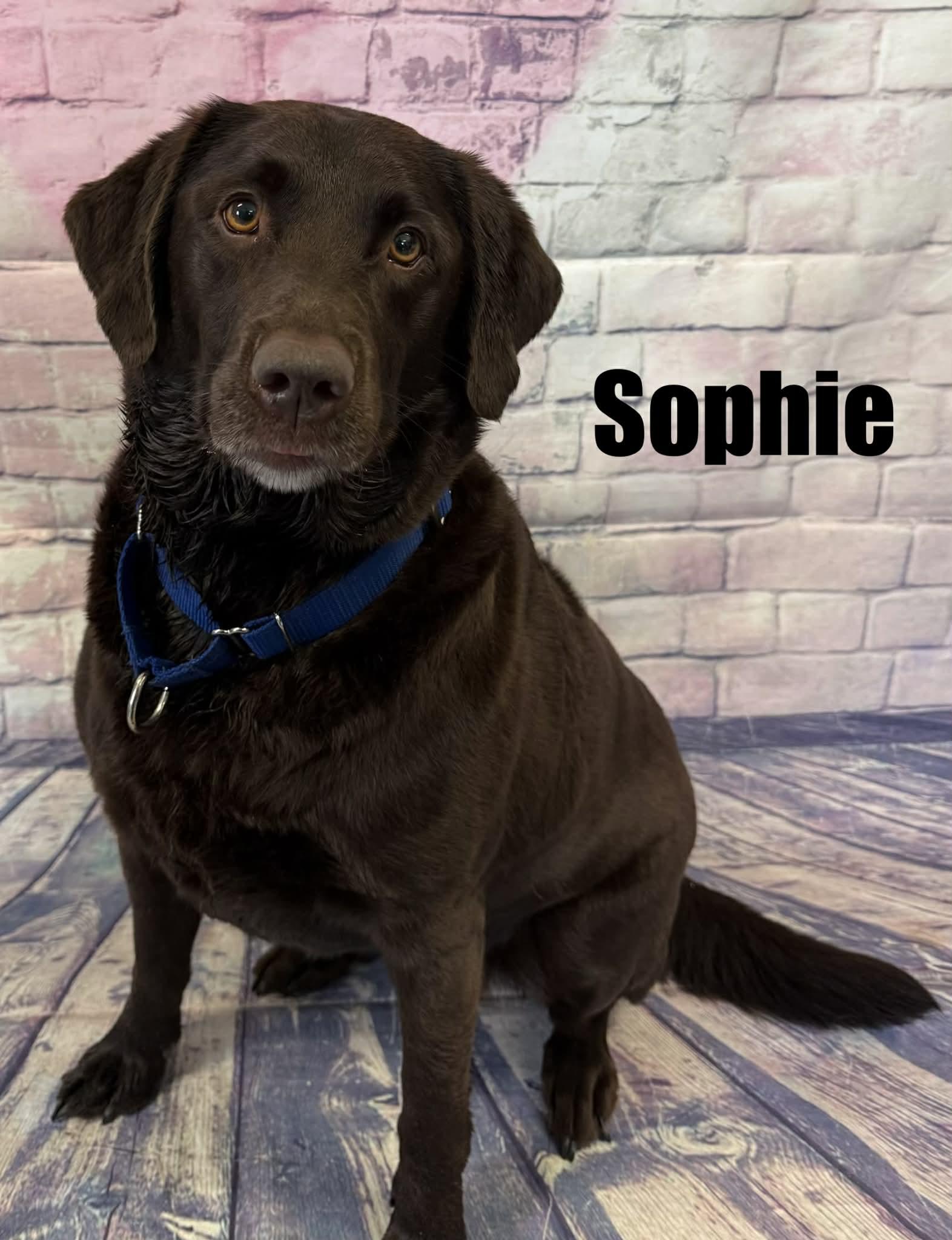 Sophie, ADOPTABLE, Adult Female Chocolate Labrador Retriever.