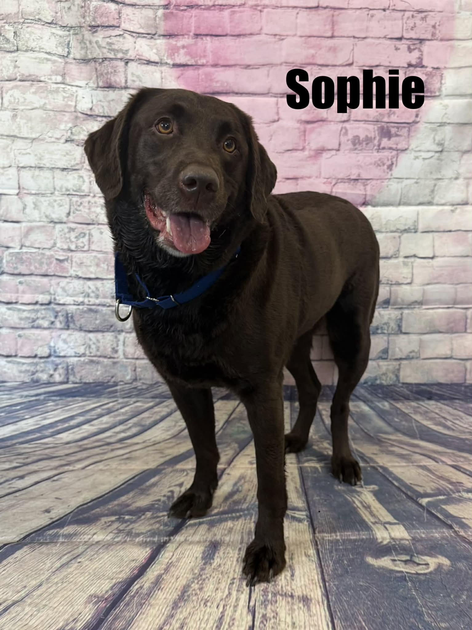 Enlarge Sophie, a ADOPTABLE Chocolate Labrador Retriever in Quincy, MI image 2/3