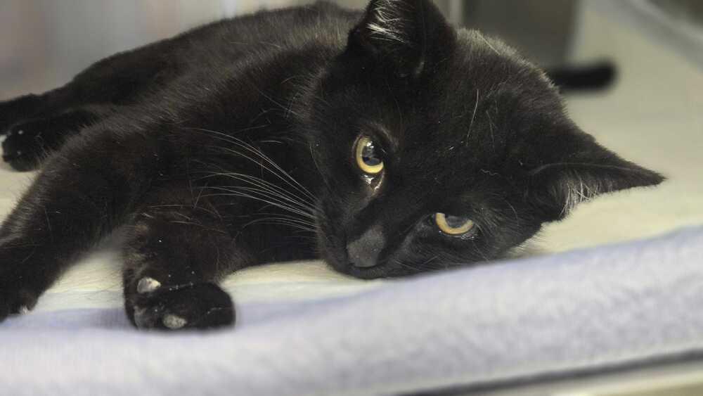 Enlarge Starr, a Adoptable mixed breed in Bowling Green, OH image 2/3