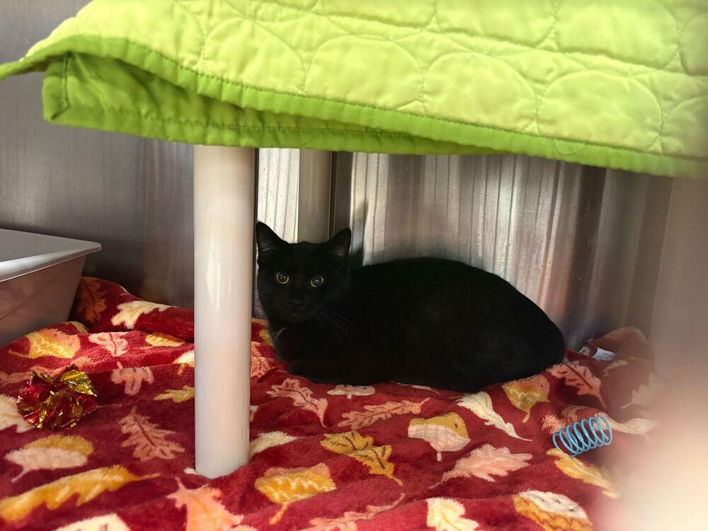 Enlarge Starr, a Adoptable mixed breed in Bowling Green, OH image 3/3