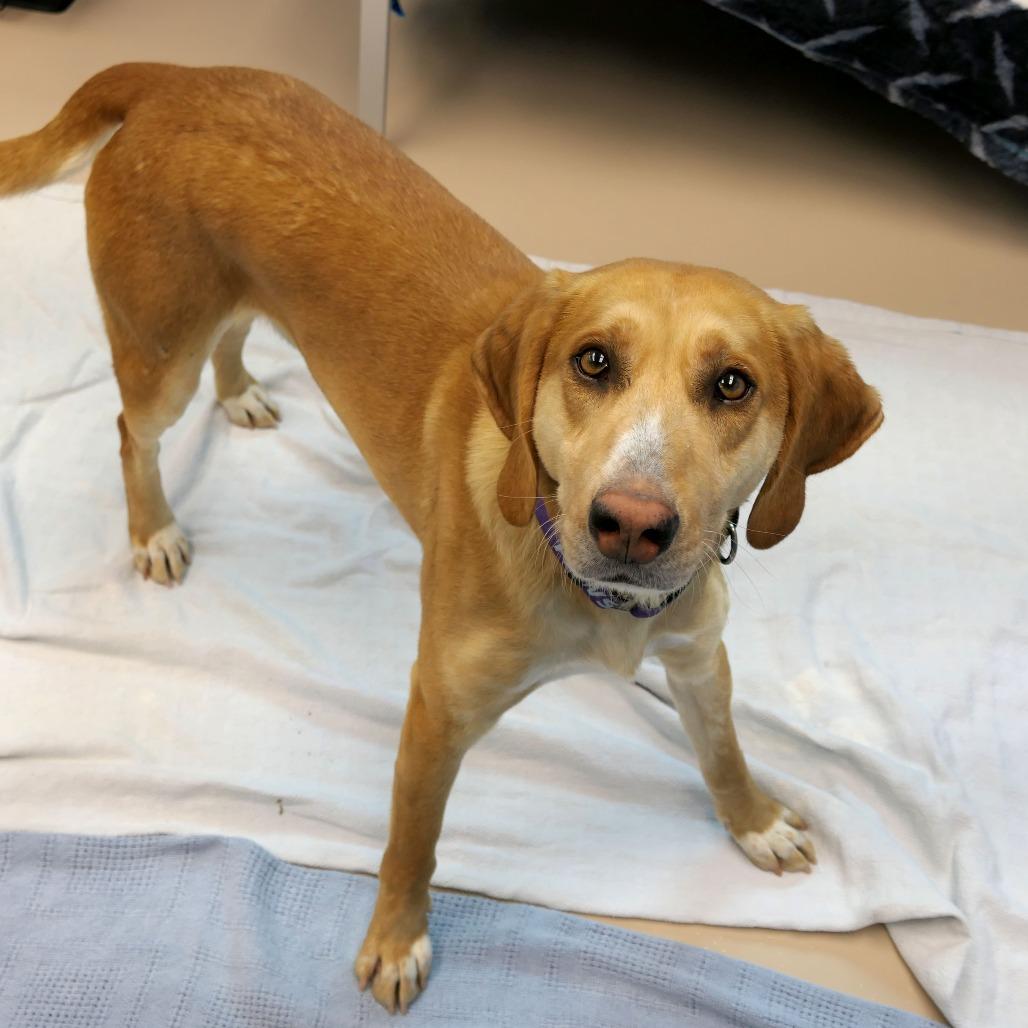 Rizzo, Adoptable, Adult Male Mixed Breed.