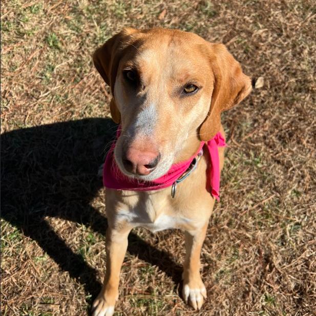 Rizzo, Adoptable, Adult Male Hound & Mixed Breed.