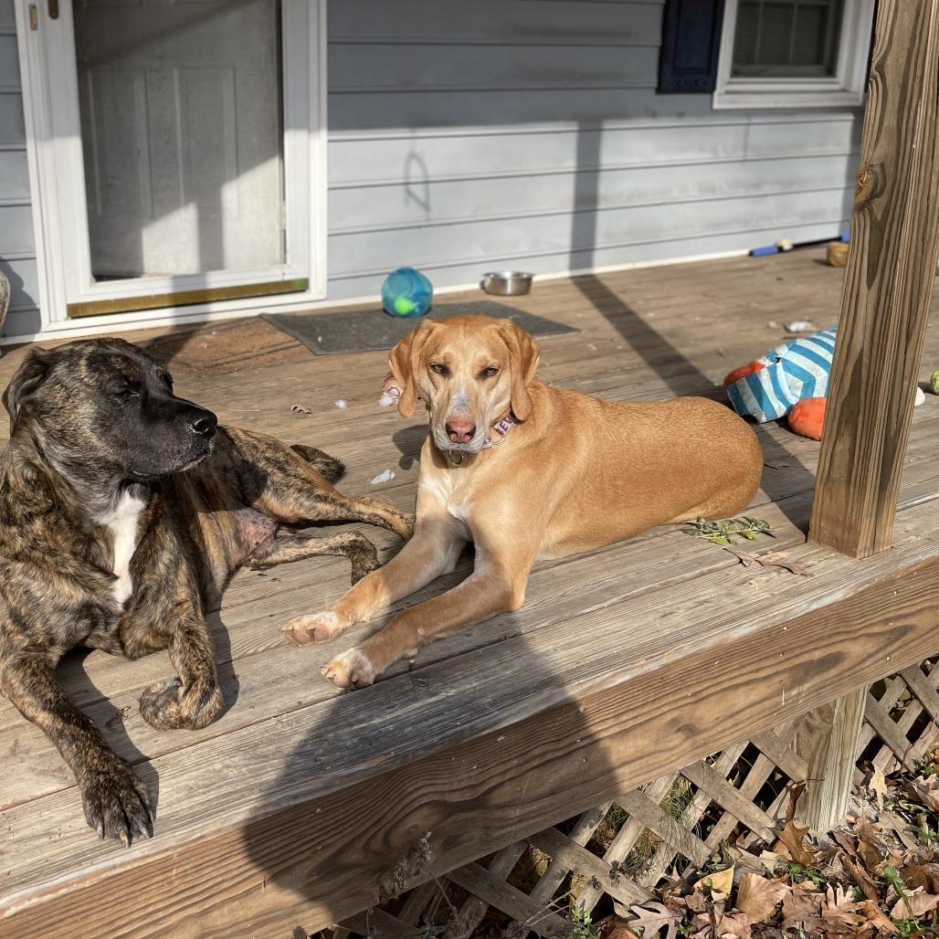 Enlarge Rizzo, a Adoptable mixed breed in Mebane, NC image 3/4