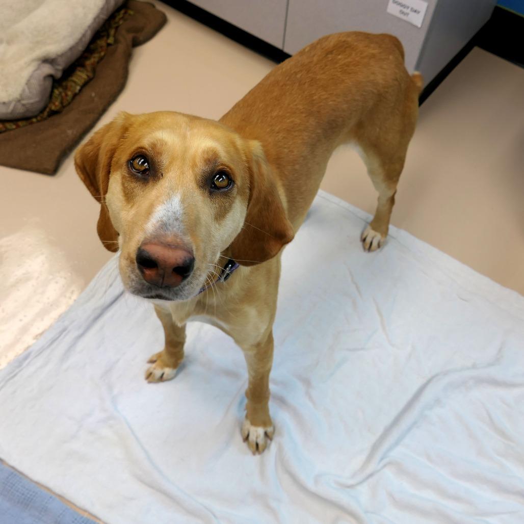 Rizzo, a Adoptable Mixed Breed in Mebane, NC image 3/3