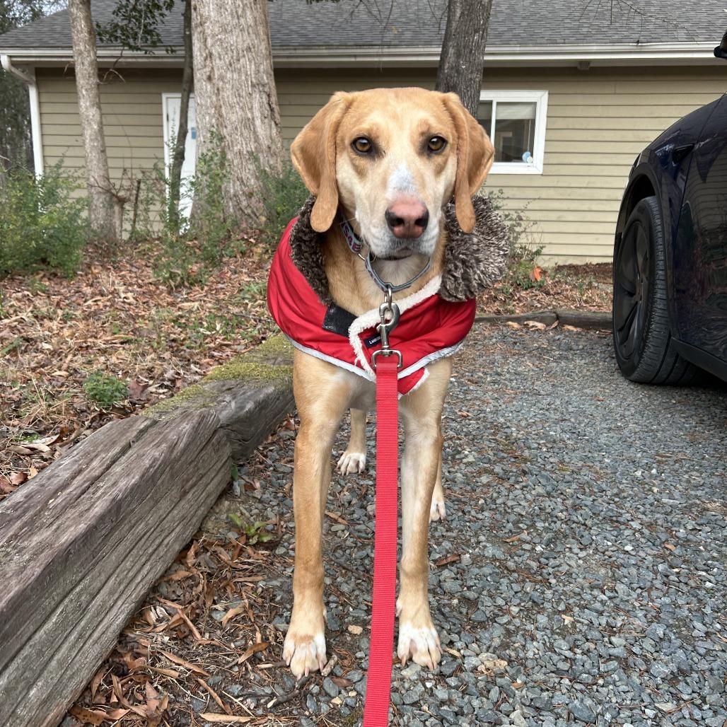 Enlarge Rizzo, a Adoptable mixed breed in Mebane, NC image 4/4