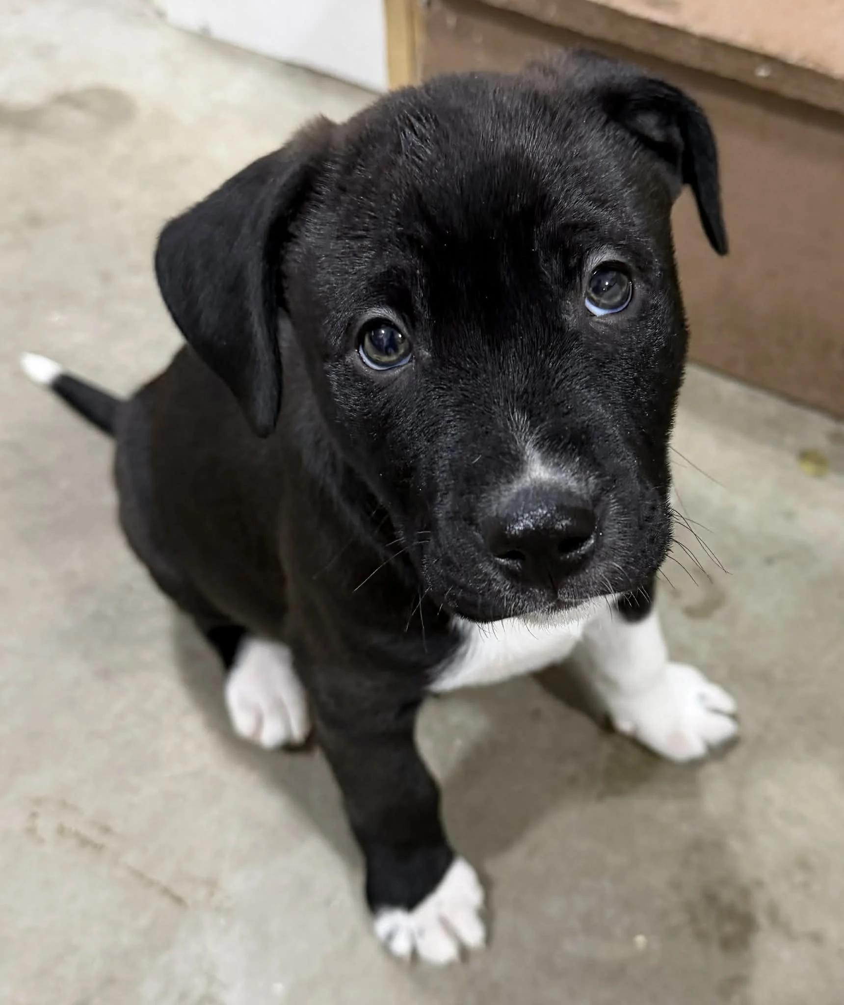 Bracken, adopted, Puppy Male Collie.