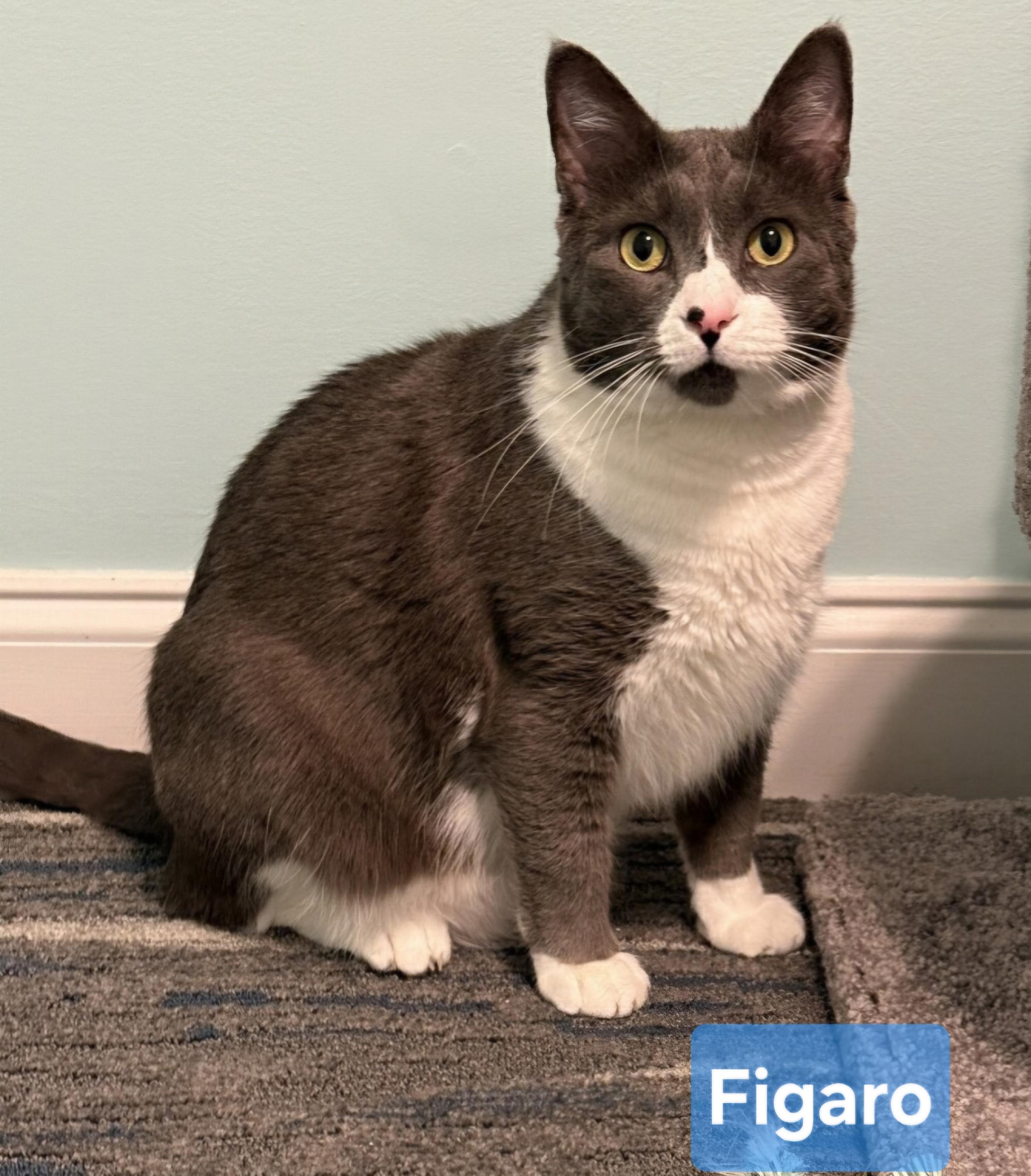 FIGARO aka FIGGY, Adoptable, Adult Male Domestic Short Hair.
