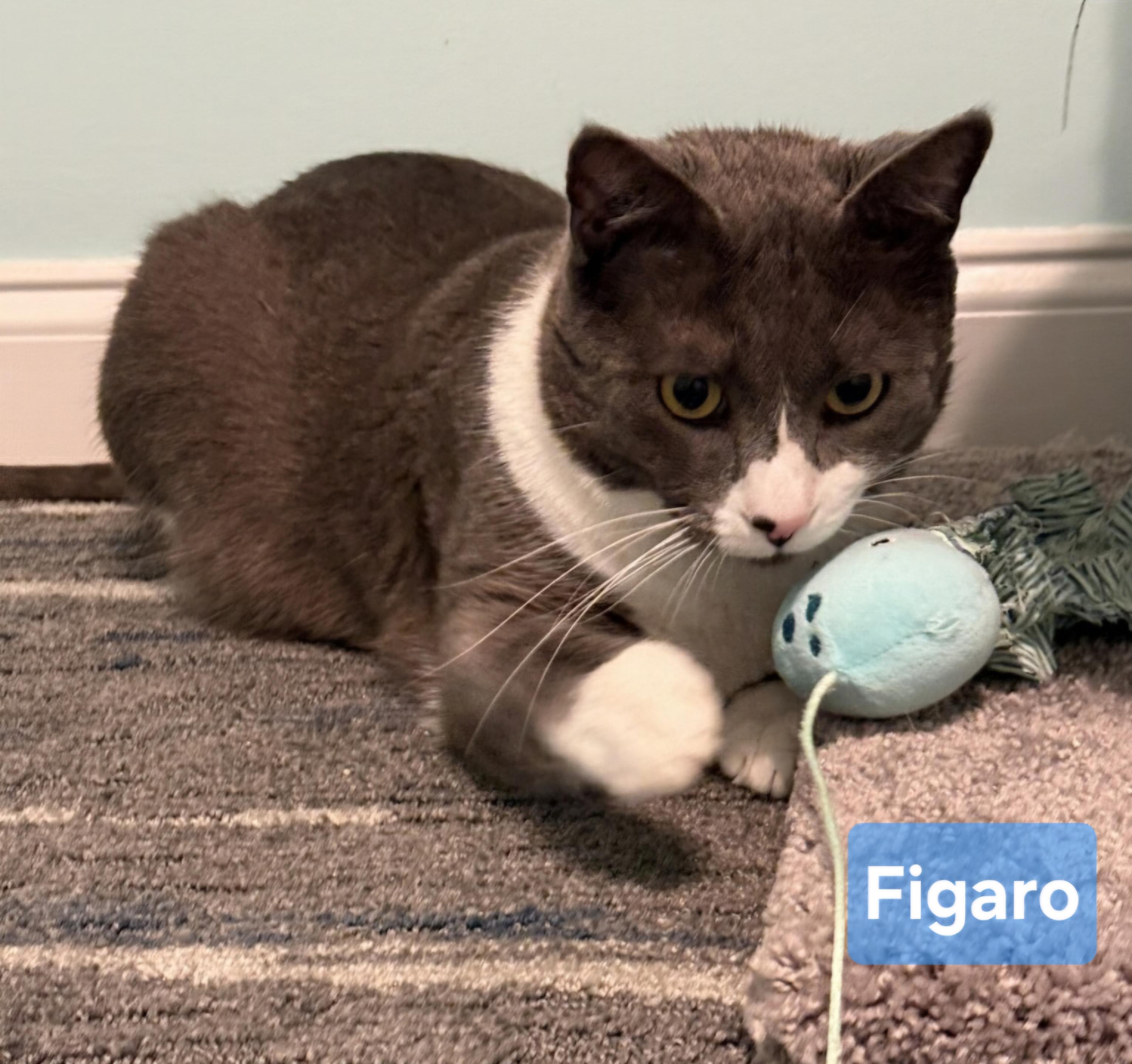 Enlarge FIGARO aka FIGGY, a Adoptable Domestic Short Hair in Conway, SC image 2/4