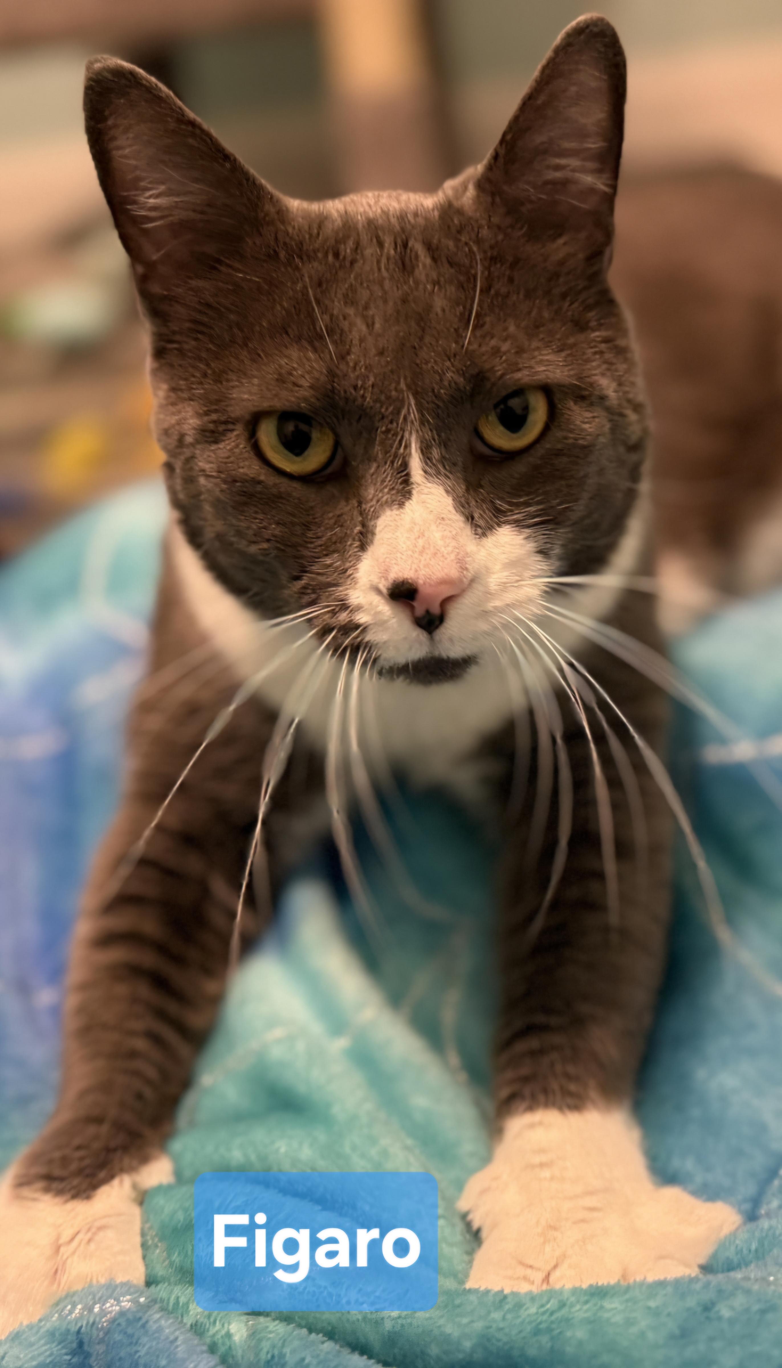 Enlarge FIGARO aka FIGGY, a Adoptable Domestic Short Hair in Conway, SC image 3/4