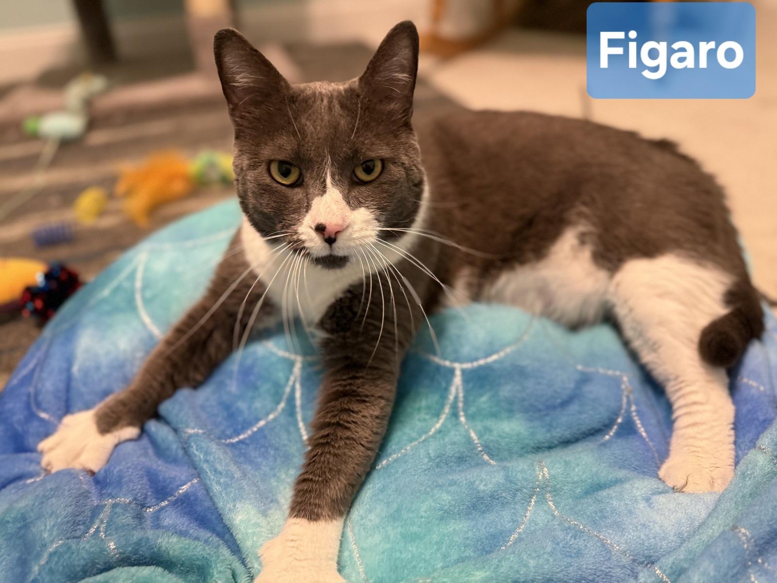 Enlarge FIGARO aka FIGGY, a Adoptable Domestic Short Hair in Conway, SC image 4/4