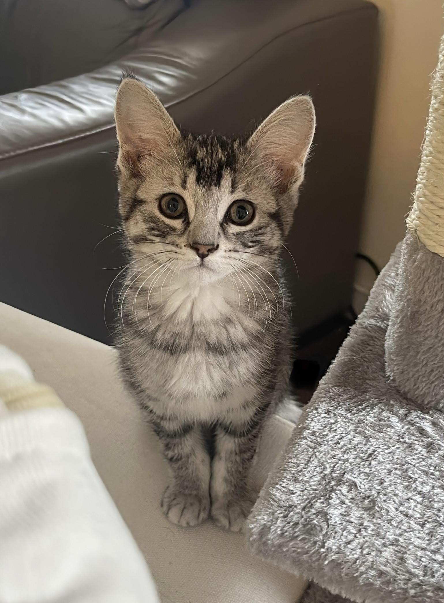 Enlarge Kuromi , an adopted Domestic Short Hair in Winnipeg, MB image 1/2